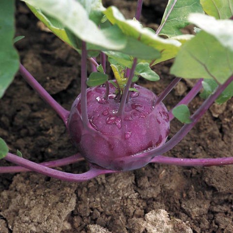 What does kohlrabi cabbage look like: photos and descriptions of the best varieties