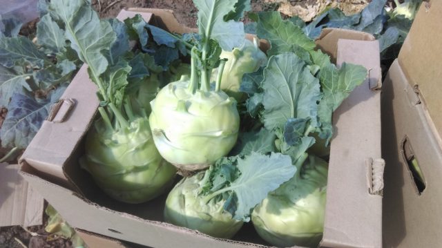 What does kohlrabi cabbage look like: photos and descriptions of the best varieties