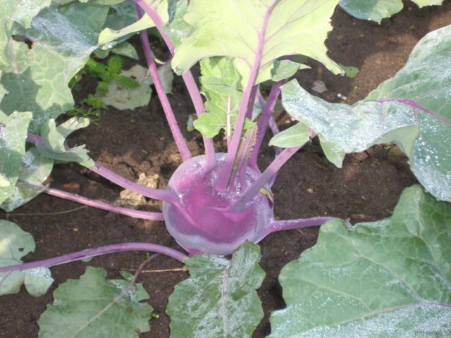 What does kohlrabi cabbage look like: photos and descriptions of the best varieties