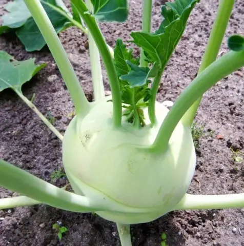 What does kohlrabi cabbage look like: photos and descriptions of the best varieties