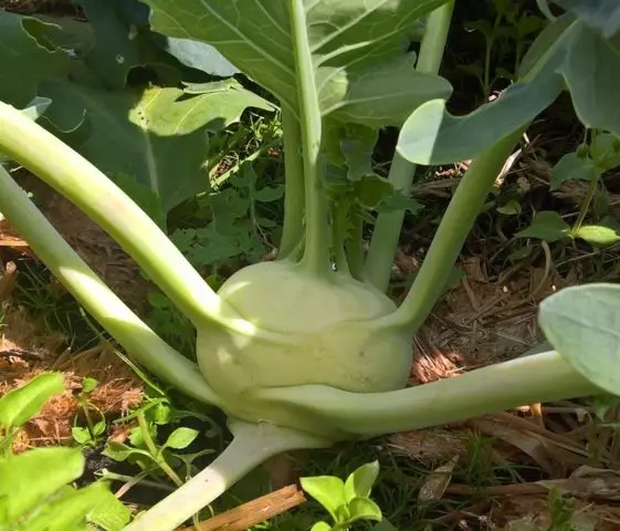 What does kohlrabi cabbage look like: photos and descriptions of the best varieties