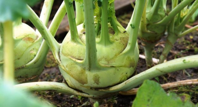 What does kohlrabi cabbage look like: photos and descriptions of the best varieties