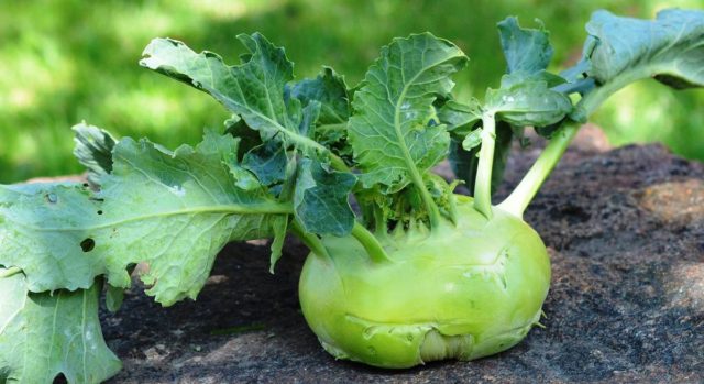 What does kohlrabi cabbage look like: photos and descriptions of the best varieties