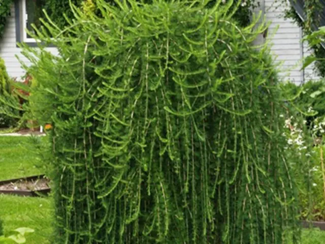 What does larch look like