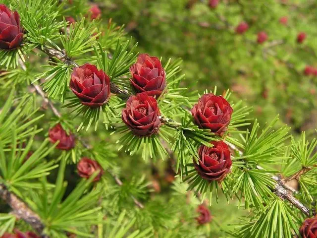 What does larch look like