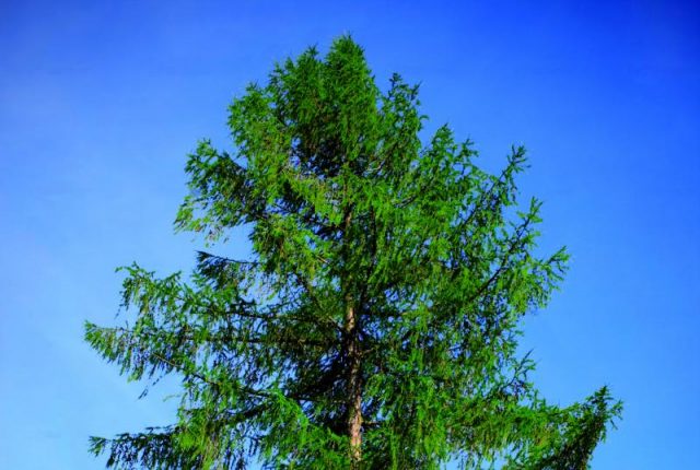 What does larch look like