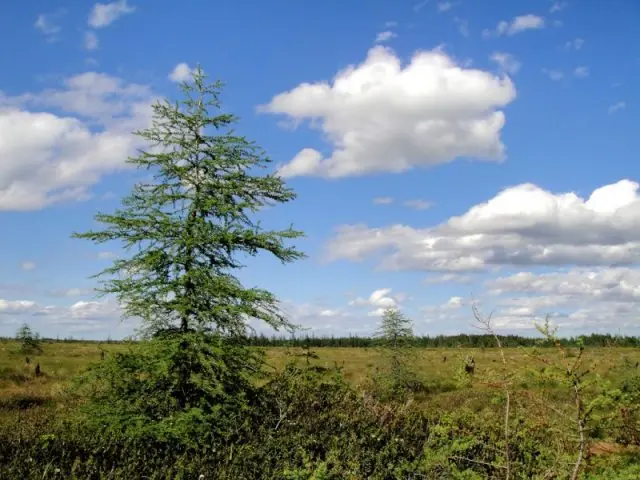 What does larch look like