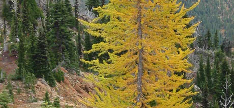 What does larch look like