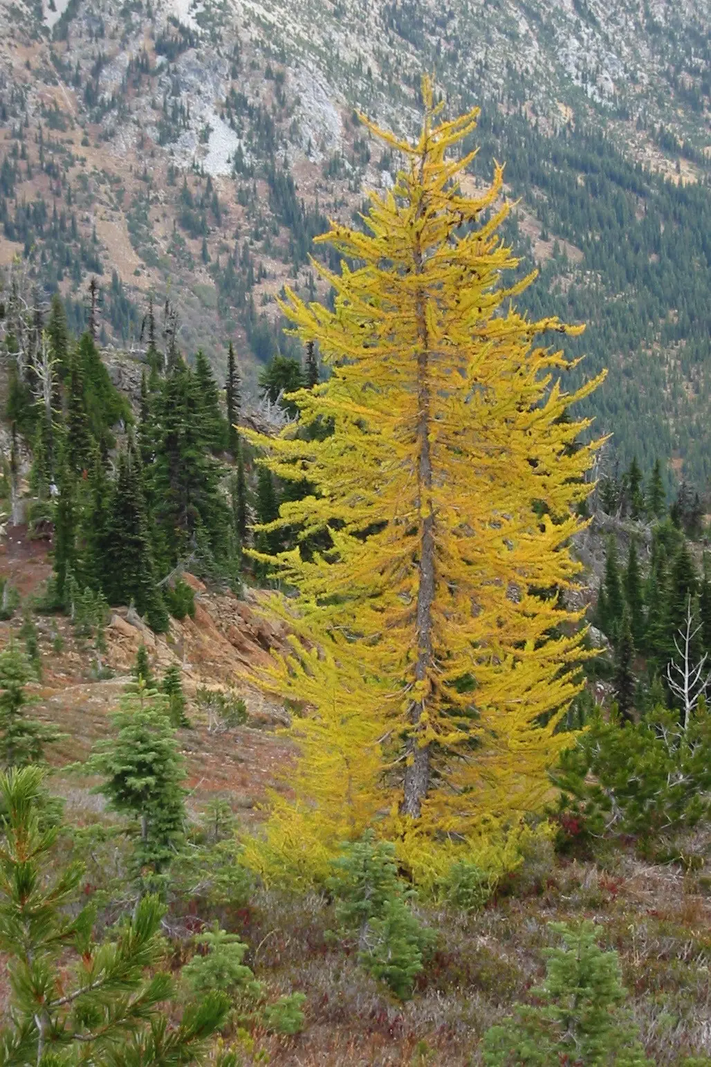 What does larch look like