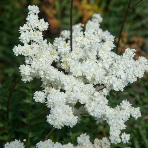 What does meadowsweet (meadowsweet) help from: photo, use in traditional medicine