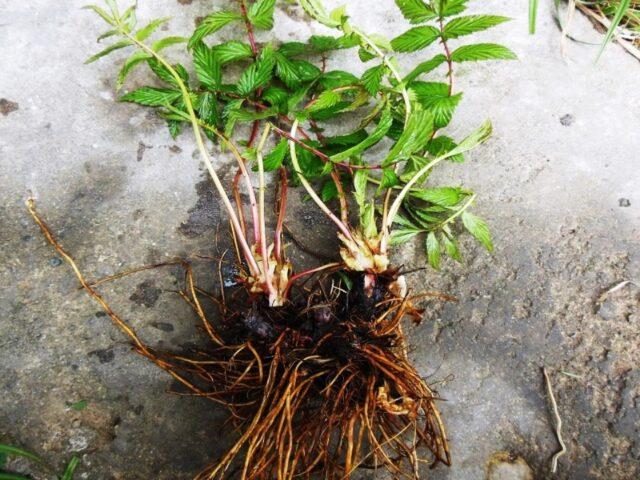 What does meadowsweet (meadowsweet) help from: photo, use in traditional medicine