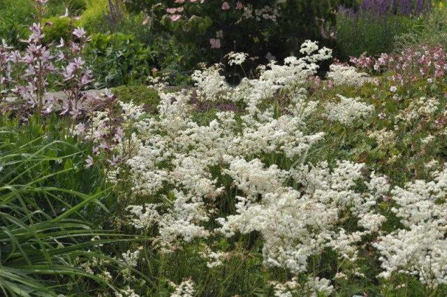 What does meadowsweet (meadowsweet) help from: photo, use in traditional medicine