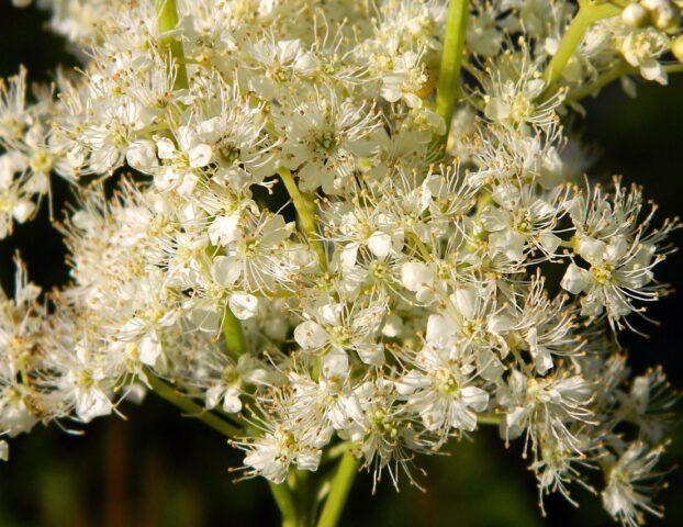 What does meadowsweet (meadowsweet) help from: photo, use in traditional medicine