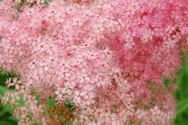 What does meadowsweet (meadowsweet) help from: photo, use in traditional medicine