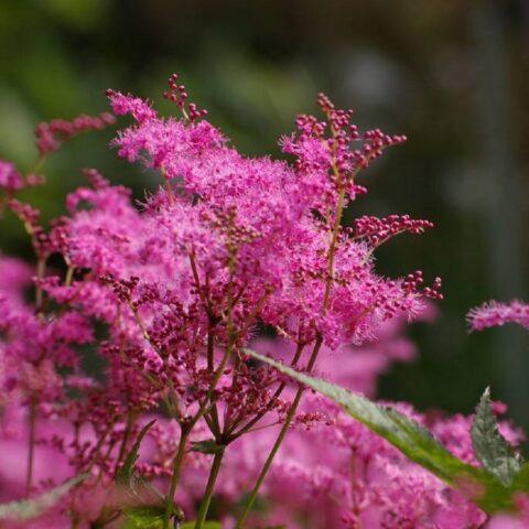 What does meadowsweet (meadowsweet) help from: photo, use in traditional medicine