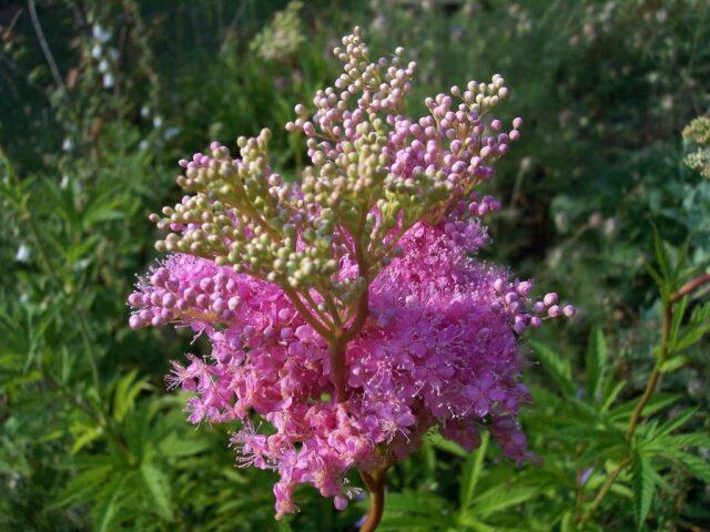 What does meadowsweet (meadowsweet) help from: photo, use in traditional medicine