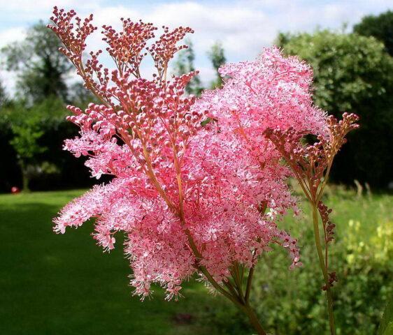 What does meadowsweet (meadowsweet) help from: photo, use in traditional medicine