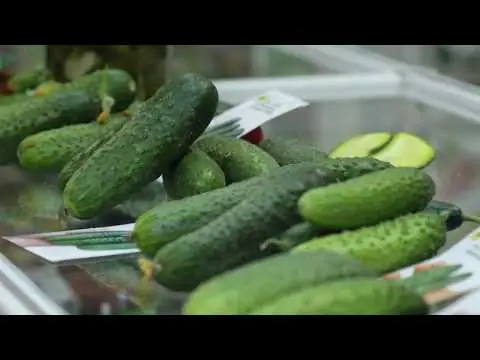 What does parthenocarpic cucumber hybrid mean?