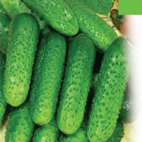 What does parthenocarpic cucumber hybrid mean?