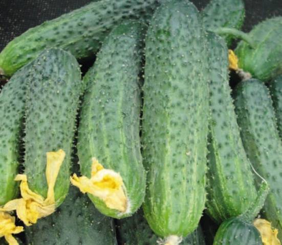 What does parthenocarpic cucumber hybrid mean?