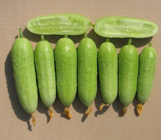 What does parthenocarpic cucumber hybrid mean?