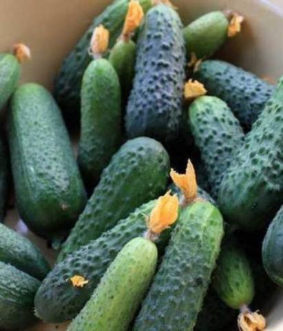 What does parthenocarpic cucumber hybrid mean?