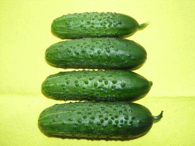 What does parthenocarpic cucumber hybrid mean?