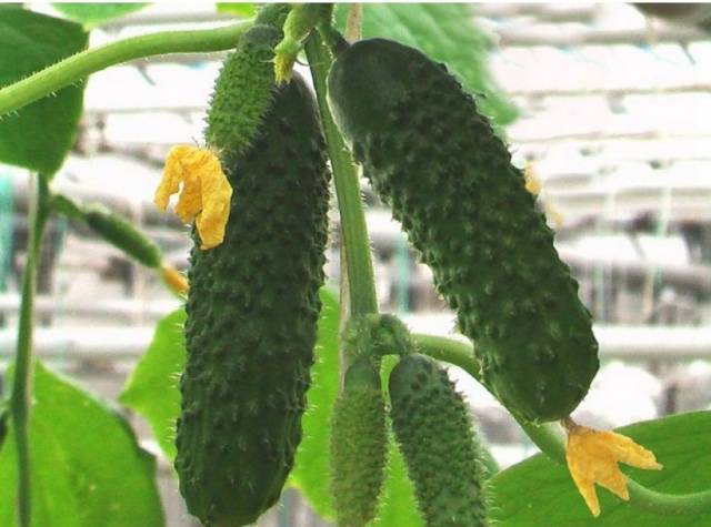 What does parthenocarpic cucumber hybrid mean?