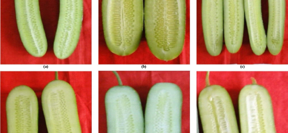 What does parthenocarpic cucumber hybrid mean?