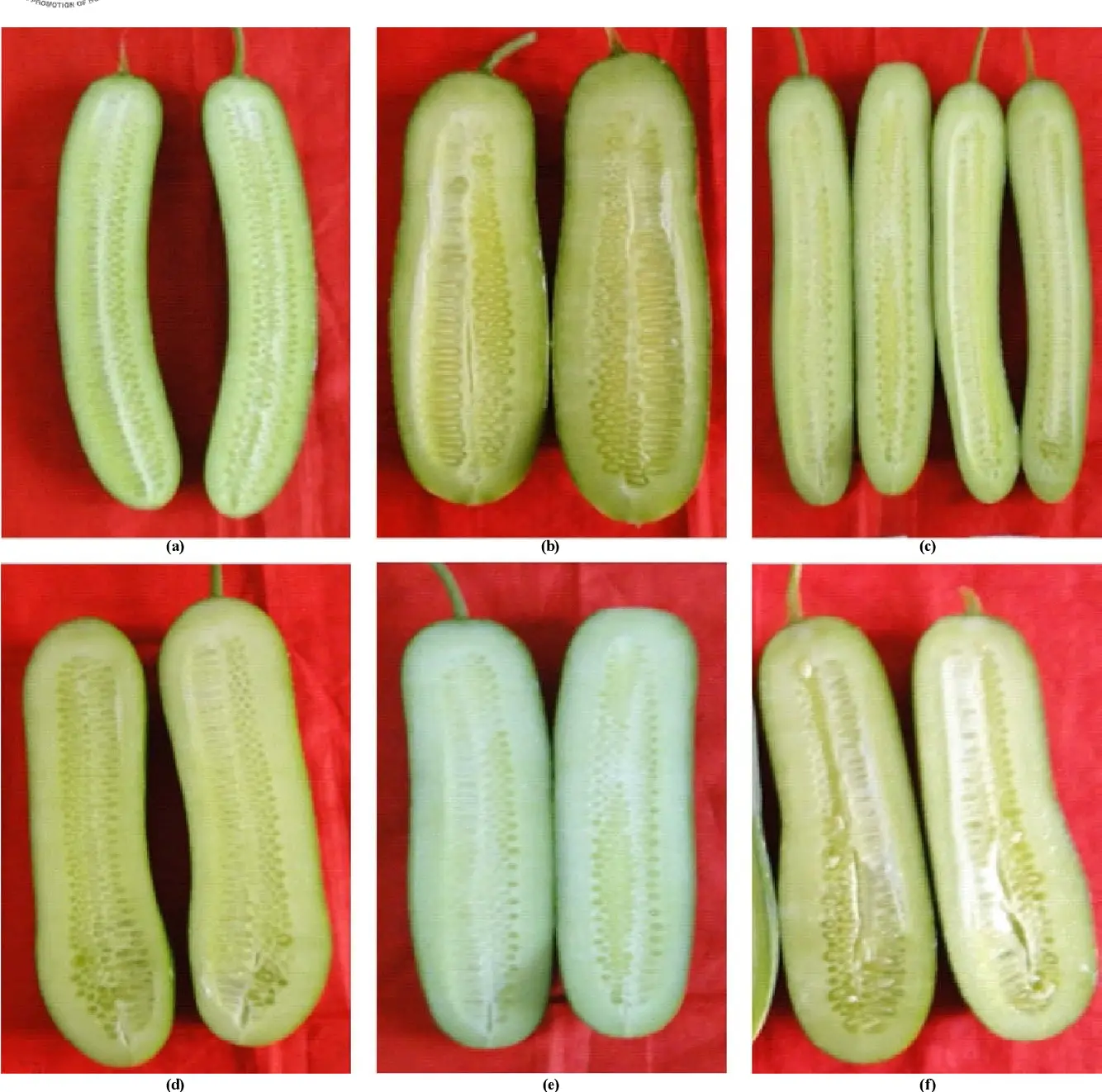 What does parthenocarpic cucumber hybrid mean?