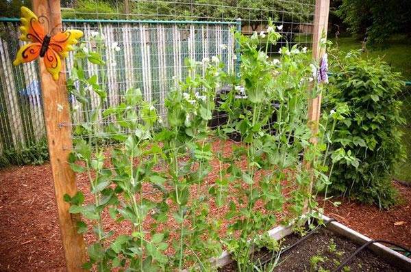 What does pea love and what conditions does it need for fruiting?