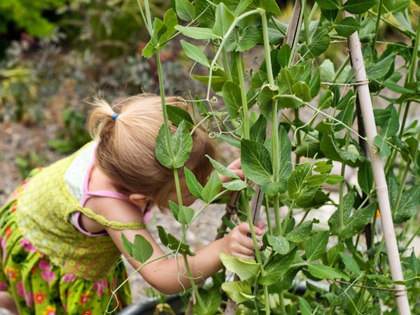 What does pea love and what conditions does it need for fruiting?