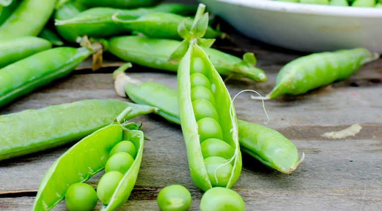 What does pea love and what conditions does it need for fruiting?