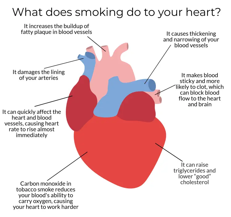 What does smoking do to the heart? The effects can be seen even after many years