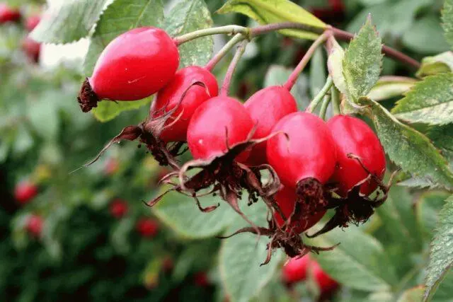 What does wild rose look like and where does it grow in nature