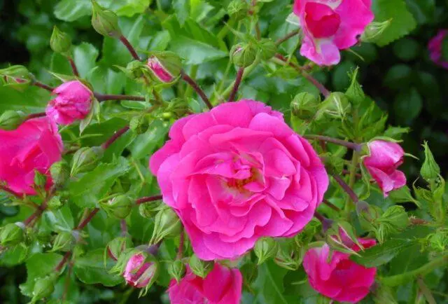 What does wild rose look like and where does it grow in nature