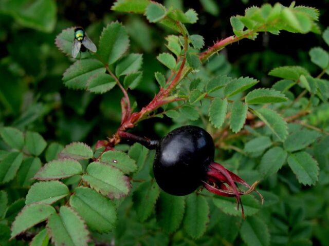 What does wild rose look like and where does it grow in nature