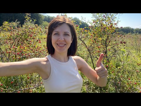 What does wild rose look like and where does it grow in nature