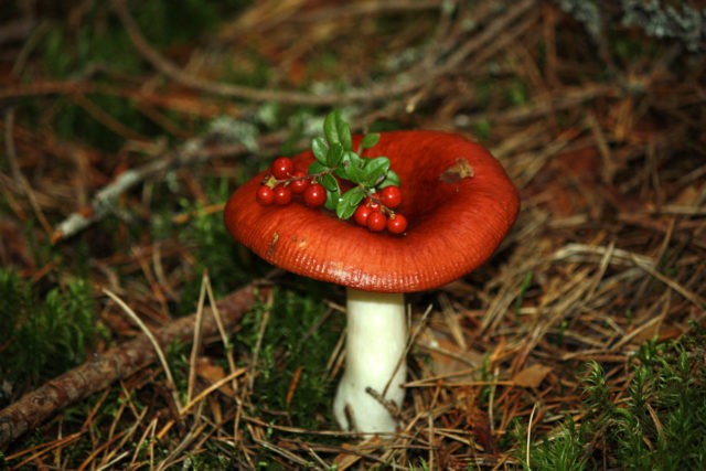 What edible russula look like: photo