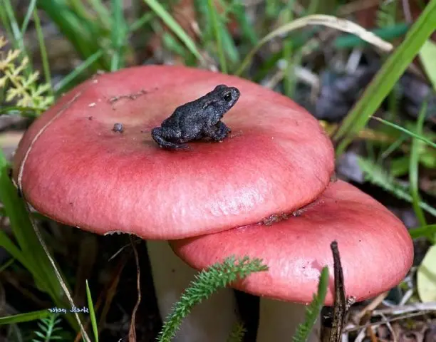 What edible russula look like: photo