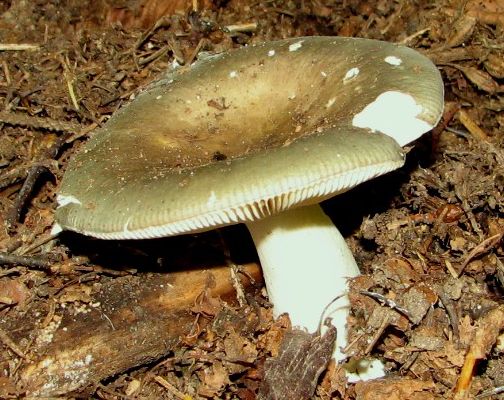 What edible russula look like: photo