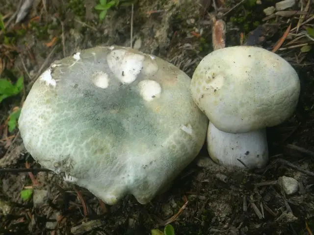 What edible russula look like: photo