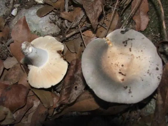 What edible russula look like: photo