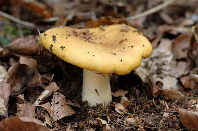 What edible russula look like: photo