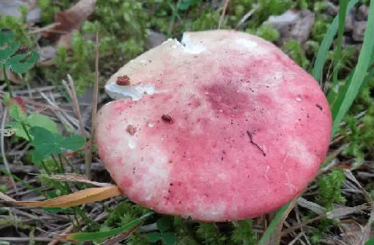 What edible russula look like: photo