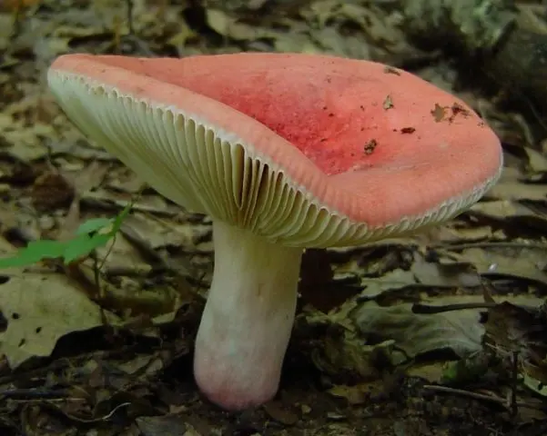 What edible russula look like: photo