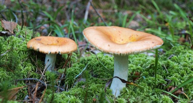 What edible russula look like: photo