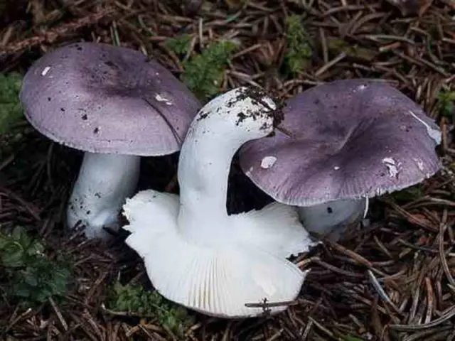 What edible russula look like: photo