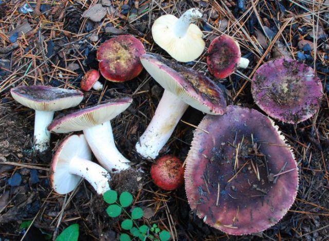 What edible russula look like: photo