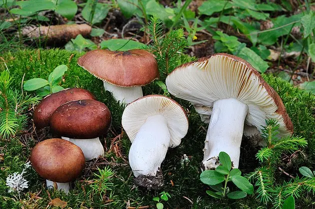 What edible russula look like: photo